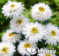 Image result for Chrysanthemum leucanthemum