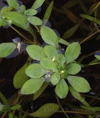 Attēlu rezultāti vaicājumam “Callitrichaceae”