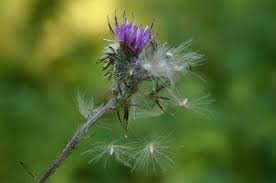 Attēlu rezultāti vaicājumam “Cirsium palustre flower”
