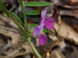 Attēlu rezultāti vaicājumam “Vicia angustifolia leaf”