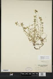 Attēlu rezultāti vaicājumam “Callitriche verna”