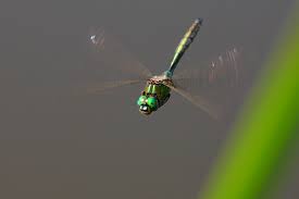 Attēlu rezultāti vaicājumam “Cordulidae”