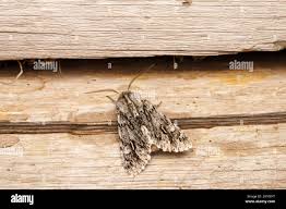 Attēlu rezultāti vaicājumam “Brachionycha nubeculosa”