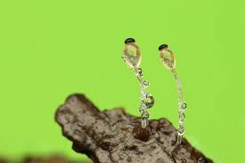 Attēlu rezultāti vaicājumam “Pilobolus crystallinus”