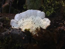 Attēlu rezultāti vaicājumam “Plicatura nivea”