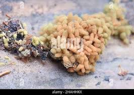 Attēlu rezultāti vaicājumam “Heterotrichia ferruginea (syn. Arcyria ferruginea)”