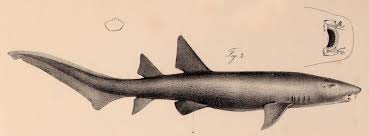 Image result for Nebrius ferrugineus