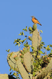 Image result for Monticola saxatilis