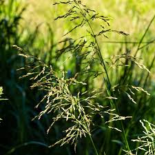 Attēlu rezultāti vaicājumam “Glyceria maxima leaf”