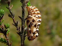 Attēlu rezultāti vaicājumam “Mellicta athalia upperside”