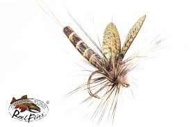 Attēlu rezultāti vaicājumam “Ephemera vulgata”