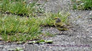 Image result for Carduelis citrinella