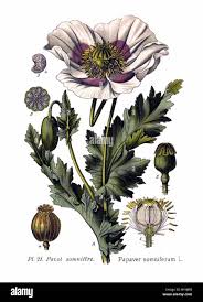 Attēlu rezultāti vaicājumam “Papaveraceae”