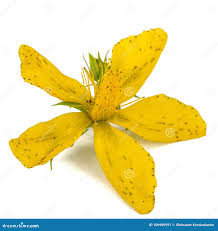 Attēlu rezultāti vaicājumam “Hypericum perforatum flower”