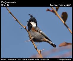 Attēlu rezultāti vaicājumam “Periparus ater”