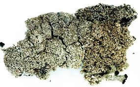 Attēlu rezultāti vaicājumam “Cladonia parasitica”