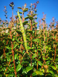 Attēlu rezultāti vaicājumam “Polyzonium germanicum”