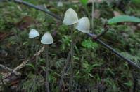 Attēlu rezultāti vaicājumam “Mycena amicta”