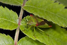 Attēlu rezultāti vaicājumam “Acanthosoma haemorrhoidale”