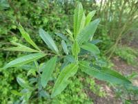 Attēlu rezultāti vaicājumam “Salix x doniana”