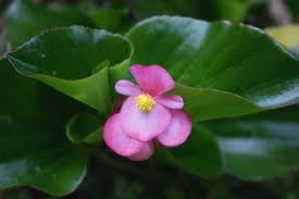 Image result for Begonia cucullata var. Hookeri