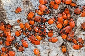 Attēlu rezultāti vaicājumam “Pyrrhocoris apterus imago”