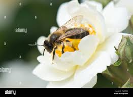 Attēlu rezultāti vaicājumam “Andrena haemorrhoa female”