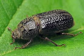 Attēlu rezultāti vaicājumam “Sinodendron cylindricum female”