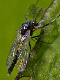 Attēlu rezultāti vaicājumam “Cricotopus male”