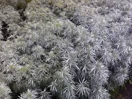 Image result for Artemisia caudata