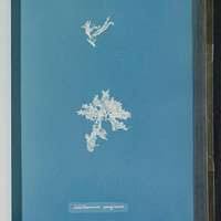 Attēlu rezultāti vaicājumam “Didymium spongiosum”