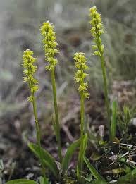 Attēlu rezultāti vaicājumam “Herminium monorchis flower”