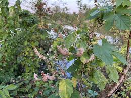 Attēlu rezultāti vaicājumam “Fallopia dumetorum fruit”