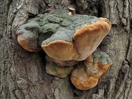 Attēlu rezultāti vaicājumam “Phellinus robustus”