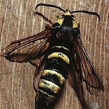 Attēlu rezultāti vaicājumam “Sesia apiformis”