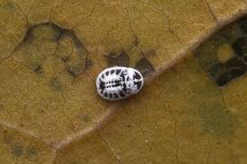 Attēlu rezultāti vaicājumam “Aleurochiton aceris”