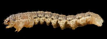 Attēlu rezultāti vaicājumam “Agrotis ripae larva”