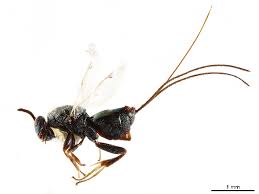 Attēlu rezultāti vaicājumam “Torymidae”