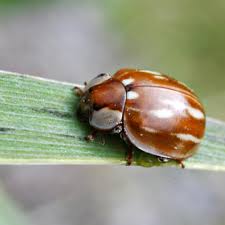 Attēlu rezultāti vaicājumam “Myzia oblongoguttata”