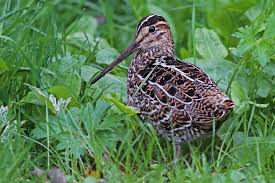 Image result for Gallinago media