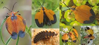 Attēlu rezultāti vaicājumam “Lycogala convexum sessile”