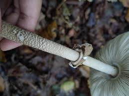 Attēlu rezultāti vaicājumam “Macrolepiota”