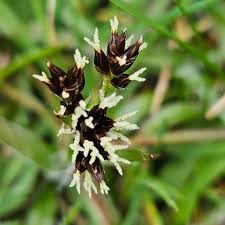 Attēlu rezultāti vaicājumam “Luzula campestris”