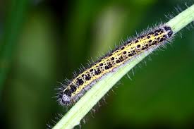 Attēlu rezultāti vaicājumam “Pieris brassicae larva”