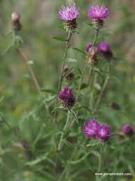 Image result for Centaurea nigra