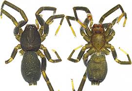 Attēlu rezultāti vaicājumam “Gnaphosidae”