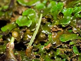 Attēlu rezultāti vaicājumam “Aloina rigida sporophyte”