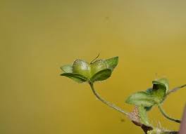 Attēlu rezultāti vaicājumam “Veronica persica fruit”