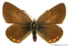 Attēlu rezultāti vaicājumam “Eumedonia eumedon”