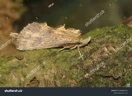 Attēlu rezultāti vaicājumam “Pterostoma palpina”
